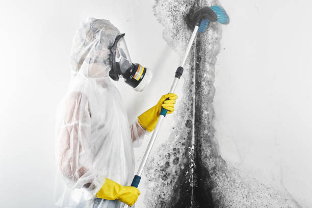Best Post-Construction Mold Inspection  in Belington, WV