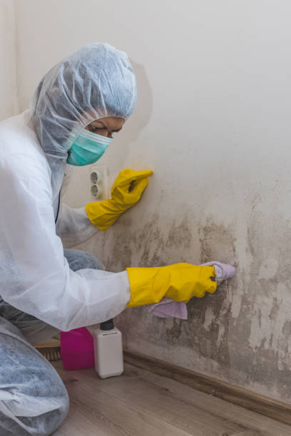 Best Post-Construction Mold Inspection  in Belington, WV