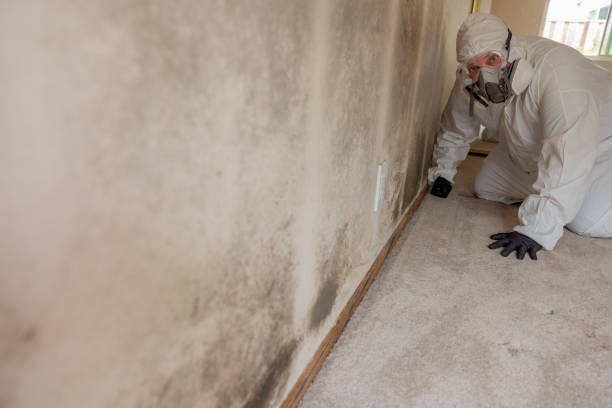 Best Environmental Consulting for Mold Prevention  in Belington, WV